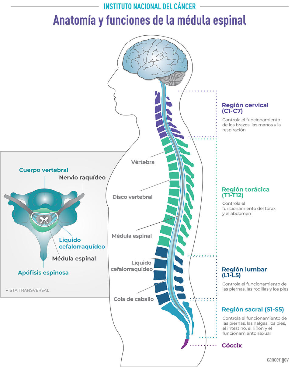 Para Jugar Va A Decidir Sequía Medula Espinal Anatomia Y Fisiologia